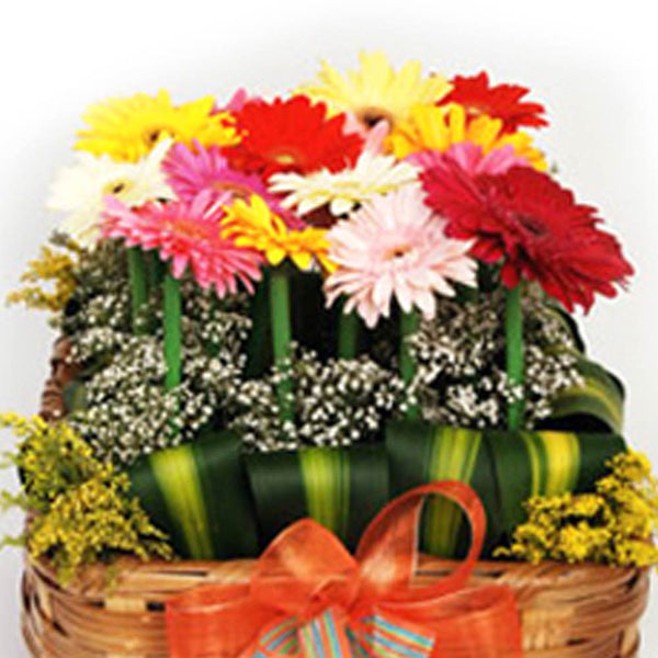 Gerberas